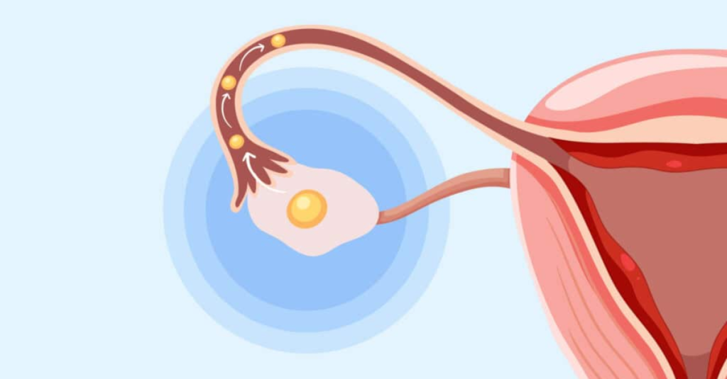 Understanding Ovulation A Guide by the Best Gynecologist in Noida